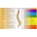 Spine Organ Connections Poster download german language